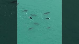 Дельфины в порту Туапсе.