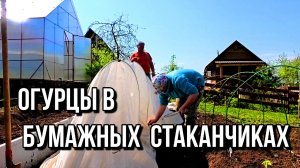 Огурцы в открытый грунт рассадой.