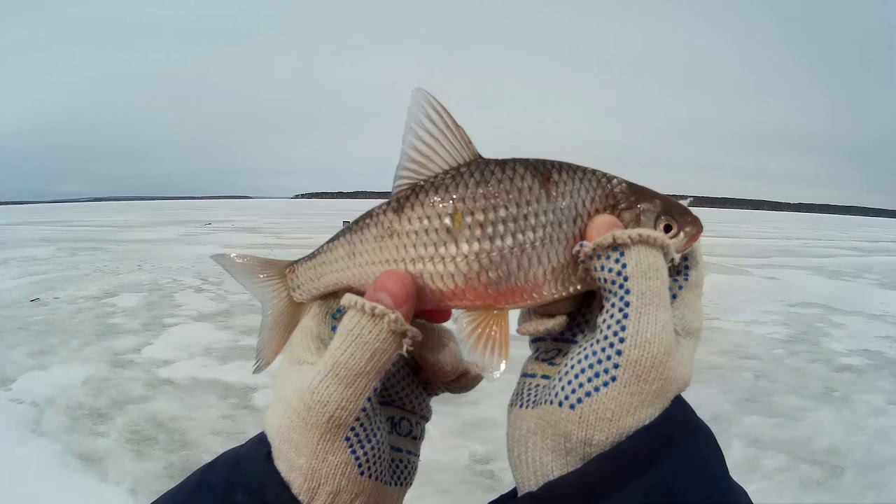КАБАНСКАЯ ПЛОТВА И НЕ ТОЛЬКО!ПОСЛЕДНИЙ ЛЁД!МАТЧ РЕВАНШ| смотреть онлайн