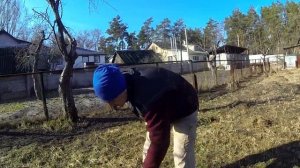 257. НАЧАЛЬНАЯ ДРЕССИРОВКА ФРАНЦУЗСКОГО БУЛЬДОГА