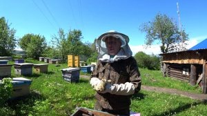 ОТКУДА ОКАЗАЛСЯ РОЙ БЕГЛЕЦ НА ВИШНЕ.