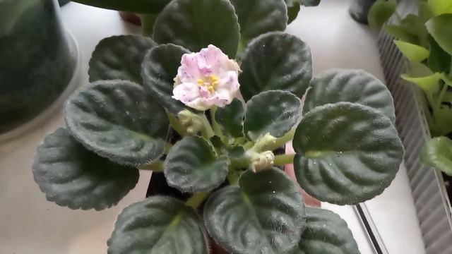 ОГРОМНАЯ ОШИБКА МОЖЕТ ПОГУБИТЬ ФИАЛКУ ! смотреть онлайн