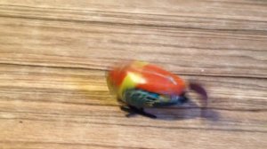 Заводная механическая игрушка -Птичка.СССР.Редкость