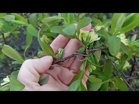 Весна, любуюсь и вы полюбуйтесь со мной смотреть онлайн