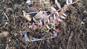 Как сохранить саженцы КЛЮКВЫ до весны если они пришли слишком рано