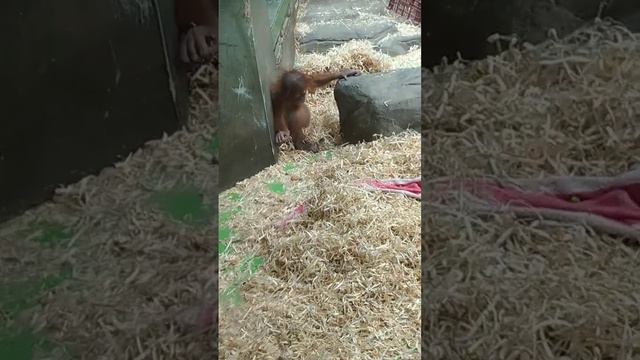 Орангутанг. Московский зоопарк смотреть онлайн