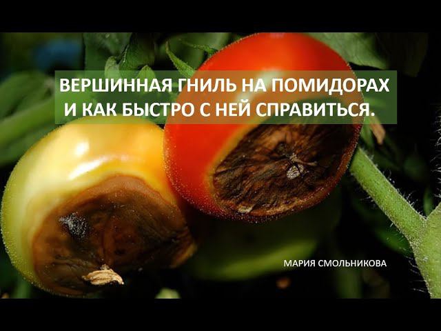 Вершинная гниль на помидорах и как быстро с ней справиться.