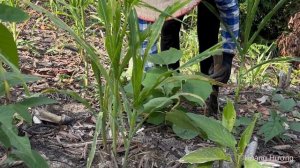 Harvest chicken eggs go to market sell, weeding and cooking | Hoang Huong