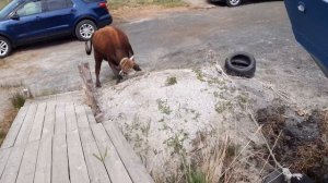 пацаны с рыбалки приехали