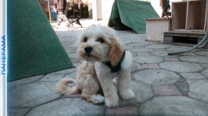 Ушастая служба безопасности, поисковик и товарищ на линии фронта: как в Мариуполе обучают собак?