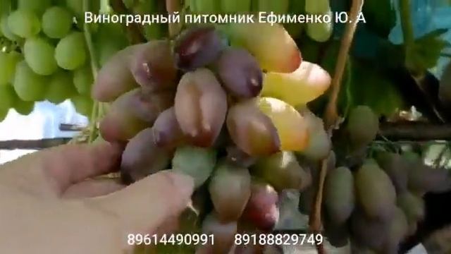 Виноград Эйфория смотреть онлайн