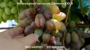 Виноград Эйфория