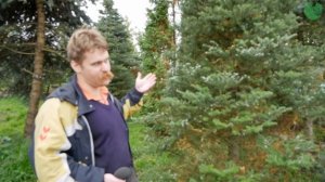 Пихта корейская купить. Как выбрать, проверить подобрать.