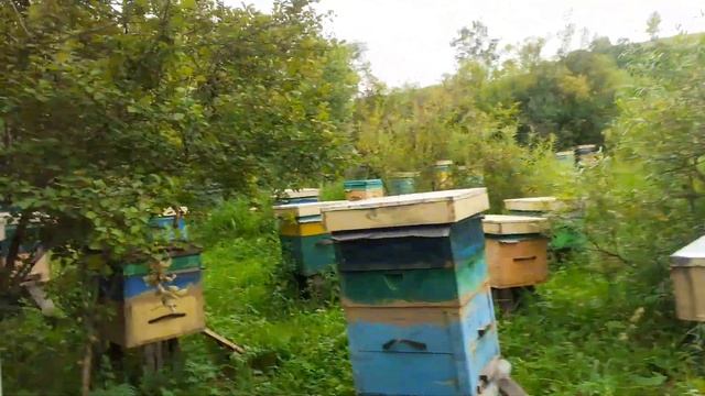 На кочевой пасеке в горах Солонешенского района.Пчеловод Магомедов В.Ю. смотреть онлайн
