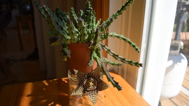 How I take care of succulent Stapelia (Orbea) variegata смотреть онлайн