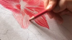 Как нарисовать цветы.Пошагово.Рисование для Начинающих.Гиппеаструм.Цветными карандашами.