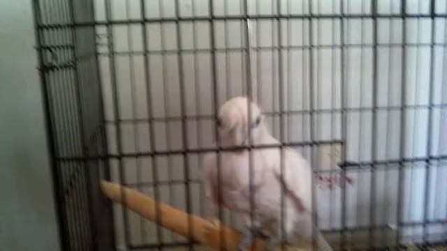 Танцующий попугай смотреть онлайн