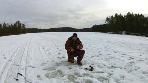 Рыбалка в Ленинградской области. Вепсский лес. Секретное озеро..