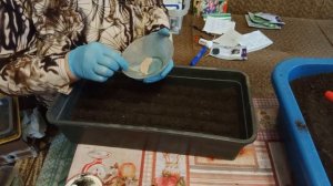 Посев декоративного душистого табака