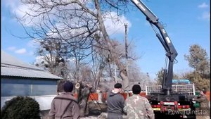 Спилить дерево с помощью манипулятора