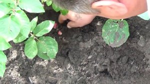 Самое лучшее удобрение для картофеля. Как вырастить большой урожай картофеля.