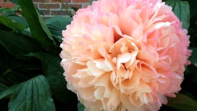 Peony Salmon Hayes - www.peonyshop.com смотреть онлайн