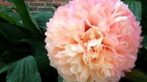 Peony Salmon Hayes - www.peonyshop.com