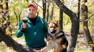 Дрессировка восточно европейской немецкой овчарки