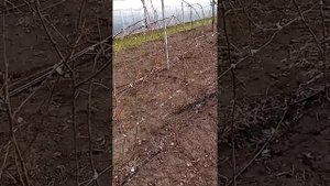 Малина летняя Дельбар Монифик. Обрезка и первая обработка.