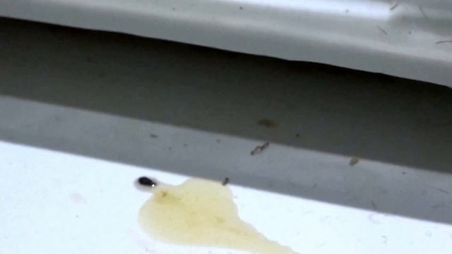 Как вывести рыжих домовых муравьев смотреть онлайн