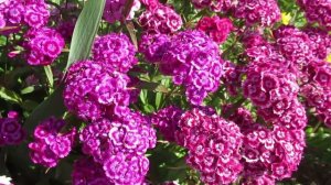 Как размножить гвоздику турецкую: 5 эффективных способов