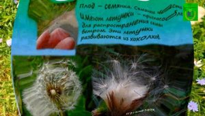 Класс Двудольные. Семейство Сложноцветные(Астровые).Разнообразие цветов разных семейств(видео)