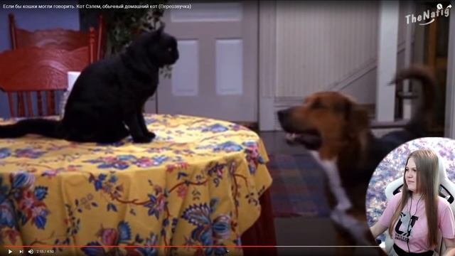 Реакция на TheNafig Если бы кошки могли говорить. Кот Сэлем, обычный домашний кот (Переозвучка) смотреть онлайн