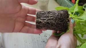 129. Петуния расцвела. Дуо Лавандовый F1.