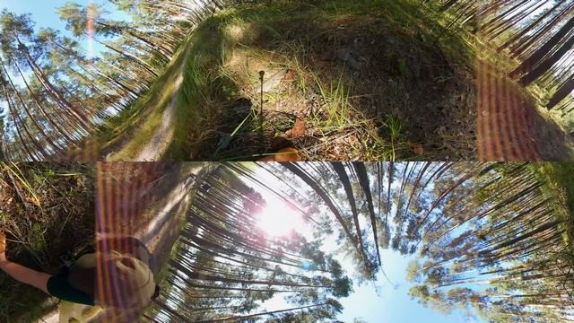 Панорамное Видео 360 VR 4K для очков виртуальной реальности.Собираю грибы. Samsung gear 360