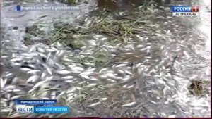 В Астраханской области зафиксирована массовая гибель рыбы