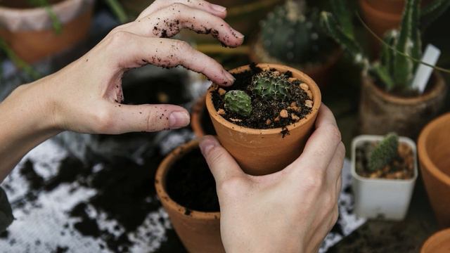 Lavender Plant Care смотреть онлайн