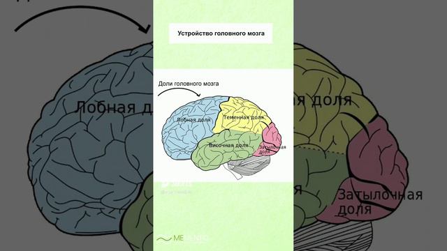 🧠 Строение головного мозга