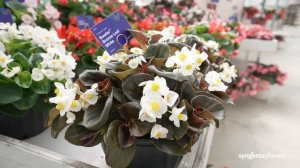 Tophat, Bowler, and Bionic Interspecific Seed Begonia | CAST 2022