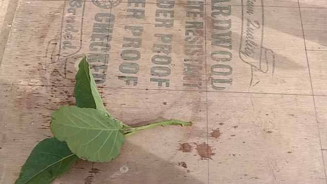 how to cultivate tamarillos plant / tomato fruit / cutting plant смотреть онлайн