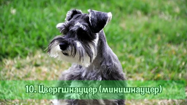 ТОП-20 самых популярных пород собак в мире
