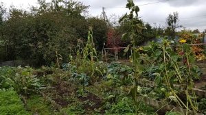 Обзор огорода на проекте Суворова. 27092022. Убраны картофель огурцы и помидоры.