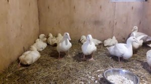 Содержание утки черри велли в зимний период.