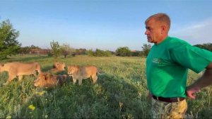 Накормил всех львов , все сыты и довольны ! Russian Lion man !