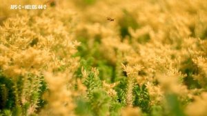 Объектив Гелиос 44-2 лучший творческий объектив? обзор и примеры снимков