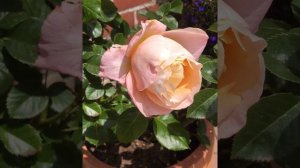 Isabelle Autissier Rose