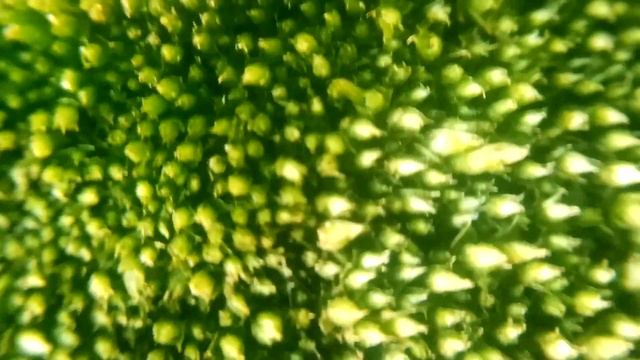 МОХ увеличение 10 раз, видео Макросъёмка - Moss macro Zoom 10X