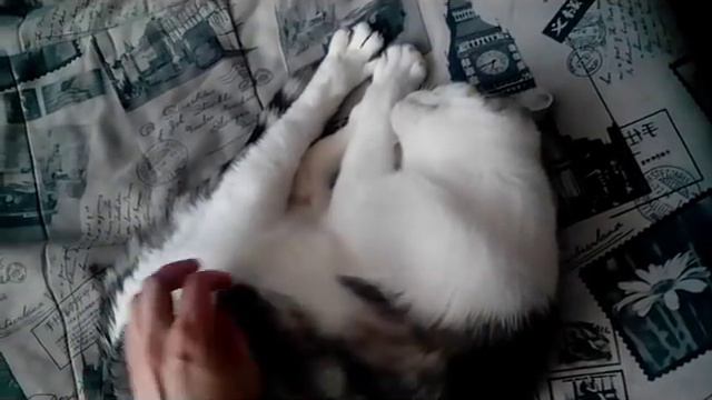 ВЛОГ//РАБОТА//Деревня//КОШКИ//ПЛЯЖ смотреть онлайн