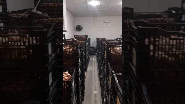 Холодильная камера своими руками