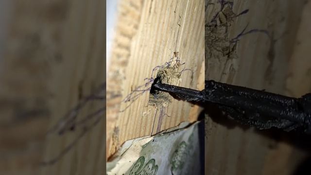 Почему горят дома. Грызуны и электропроводка в стенах. смотреть онлайн